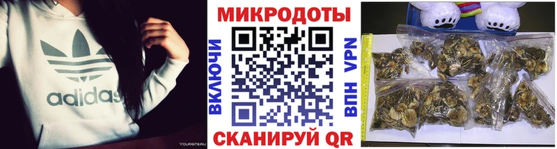 Галлюциногенные грибы Cubensis  Ладушкин 